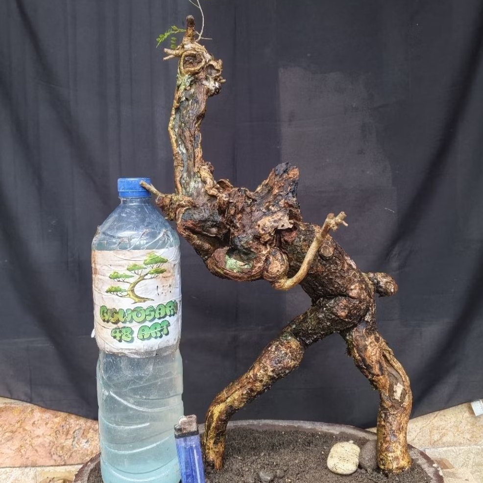Bahan Bonsai Aseman atau Rakau atau Mancali Meliuk Karakter Tua Bangka Medium Size Real Pict