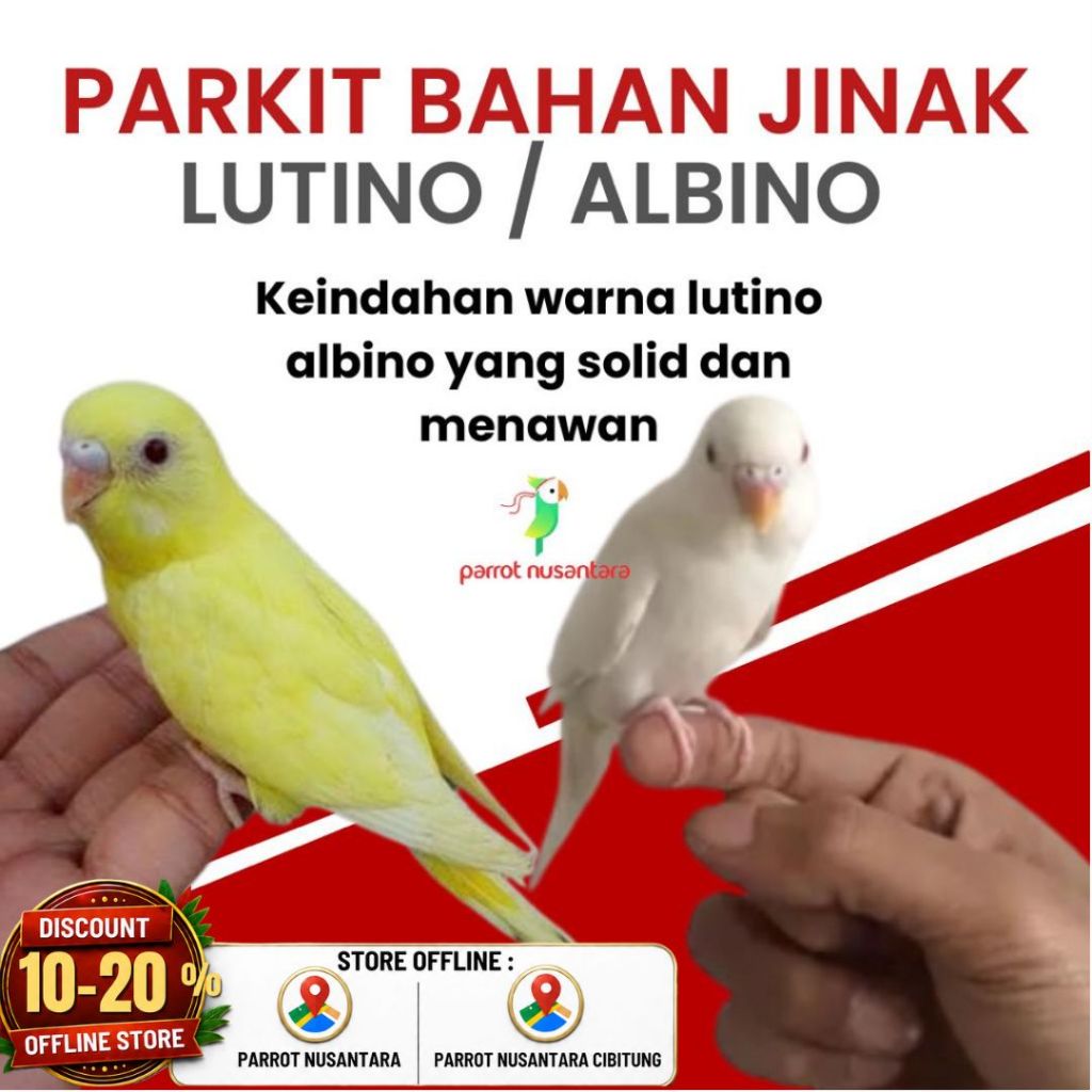 Burung Parkit Lutino albino MM mata merah Paud Bahan Jinak