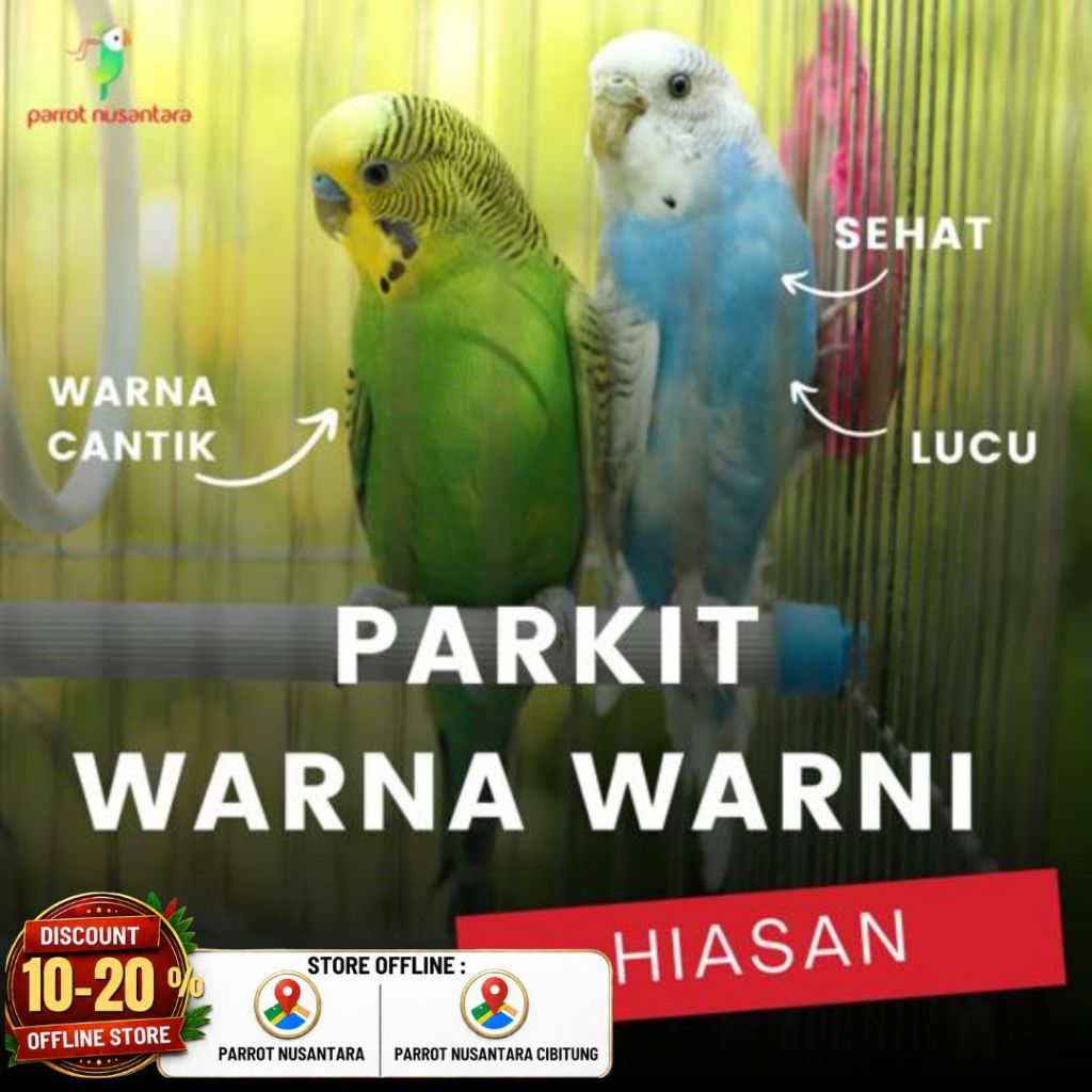 burung parrot parkit ombyokan warna warni jantan betina hiasan aviary