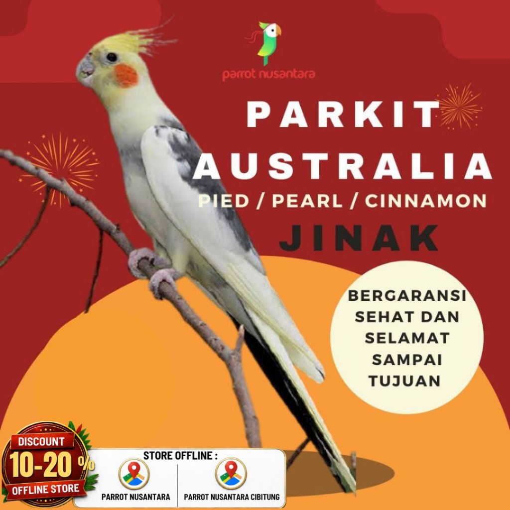 burung parkit australia falk jinak murah