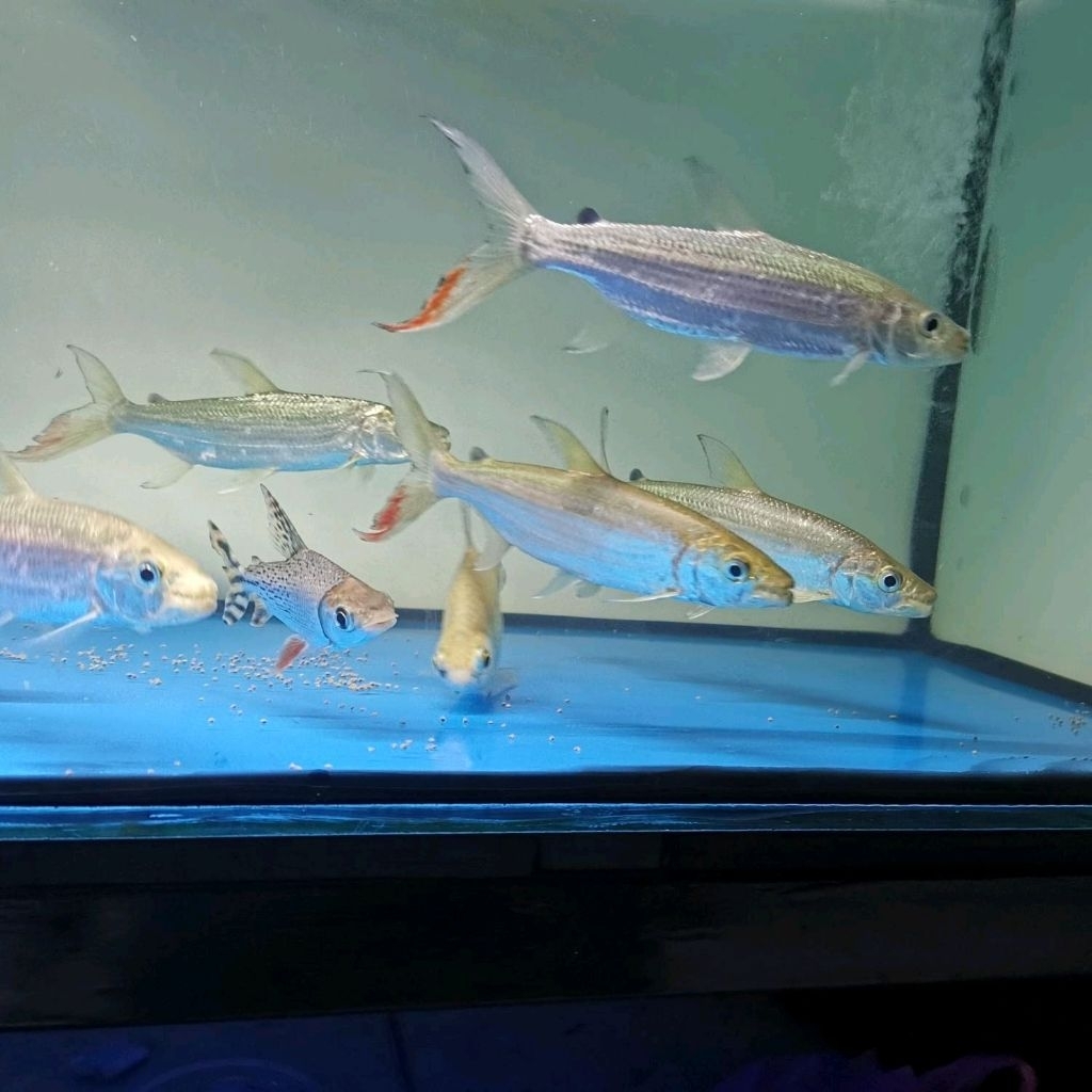 Ikan goliath tigerfish / african tigerfish ±18cm