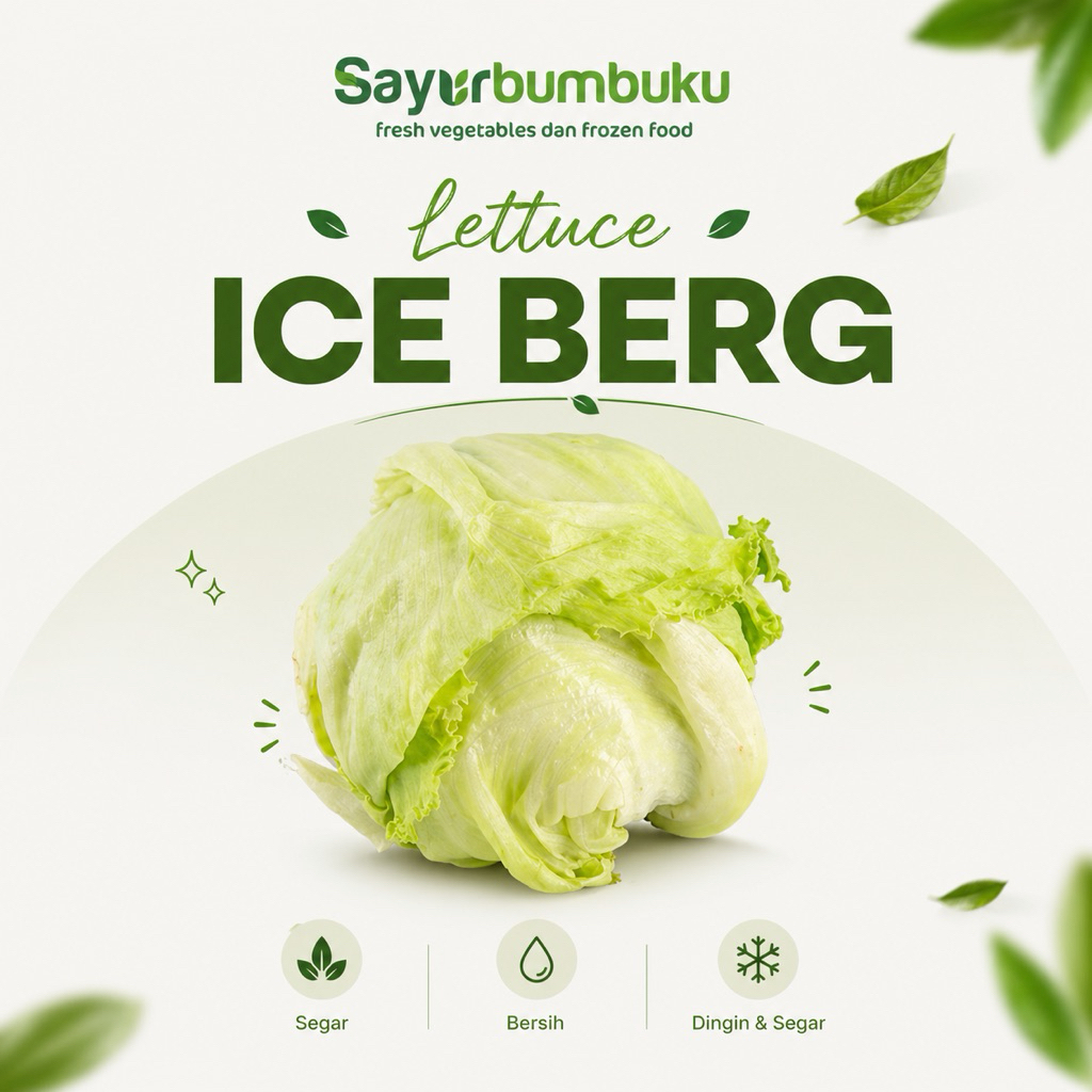 lettuce ice berg | lettuce head | sayurbumbuku