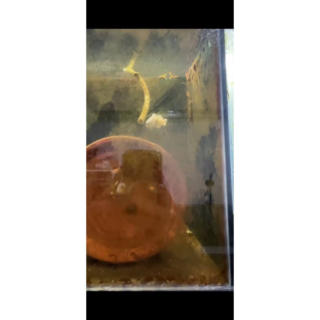 Pair Clownfish Nemo Black Photon x White Platinum