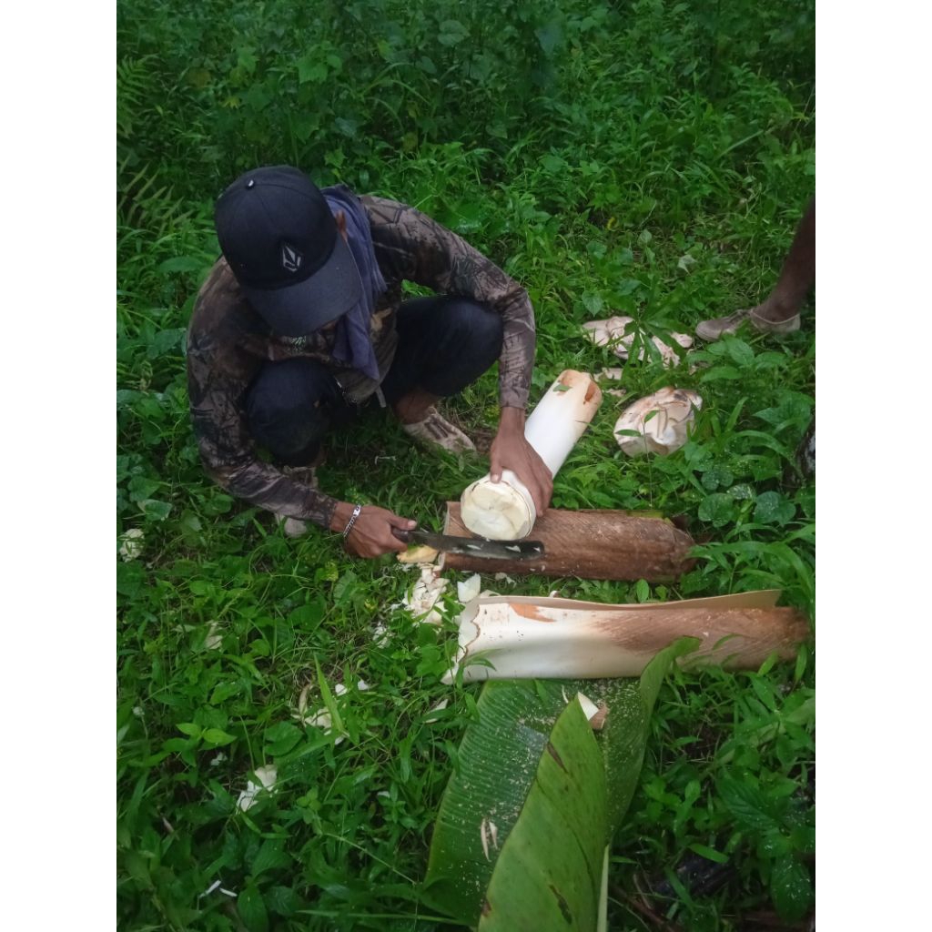 umbut kelapa segar
