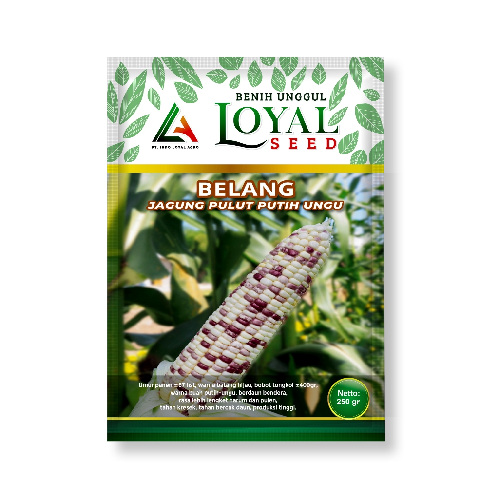 BENIH  UNGGUL LOYAL SEED JAGUNG PULUT PUTIH UNGU BELANG KEMASAN 250 GR