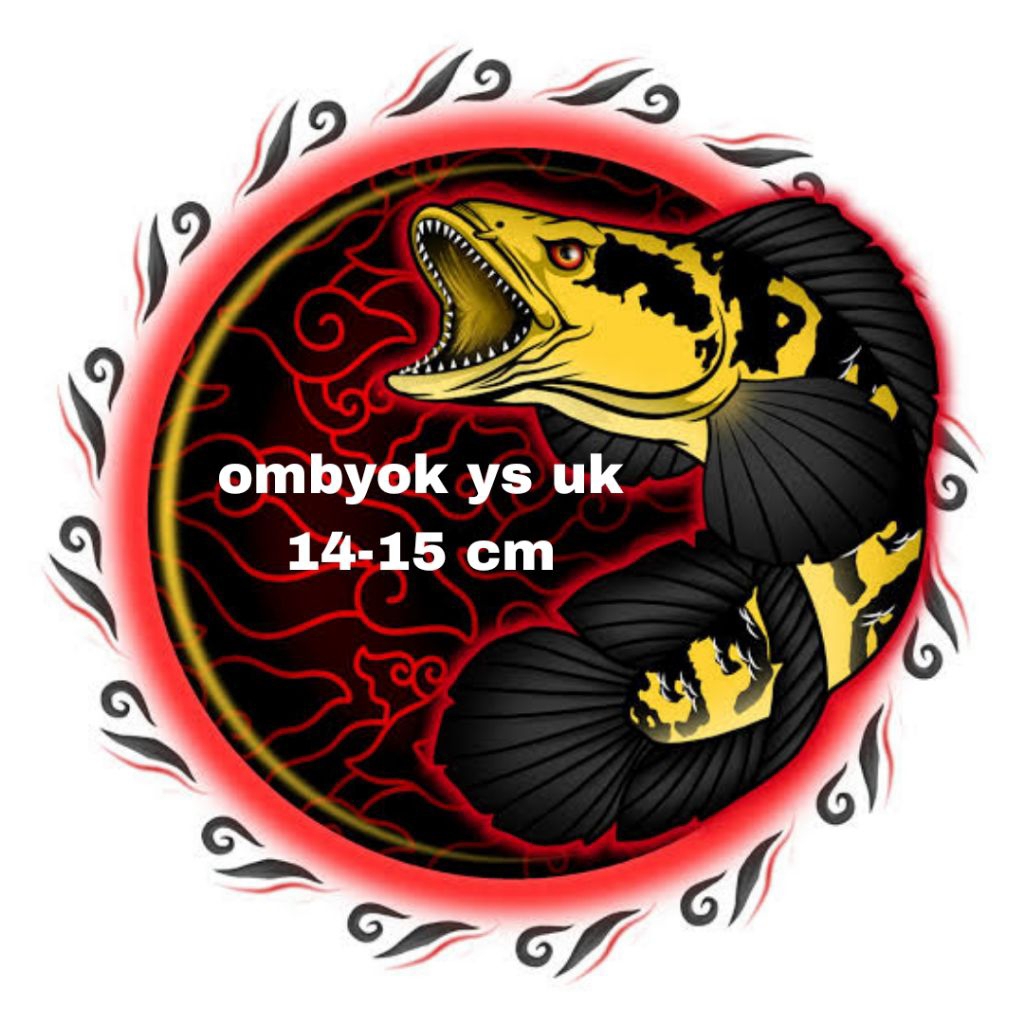 ikan channa maru ys ombyok uk 14-15 cm