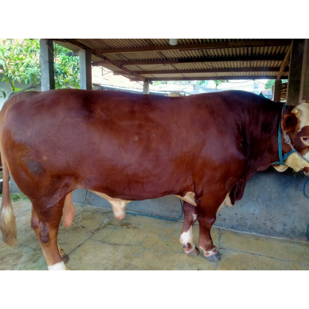 Sapi kurban