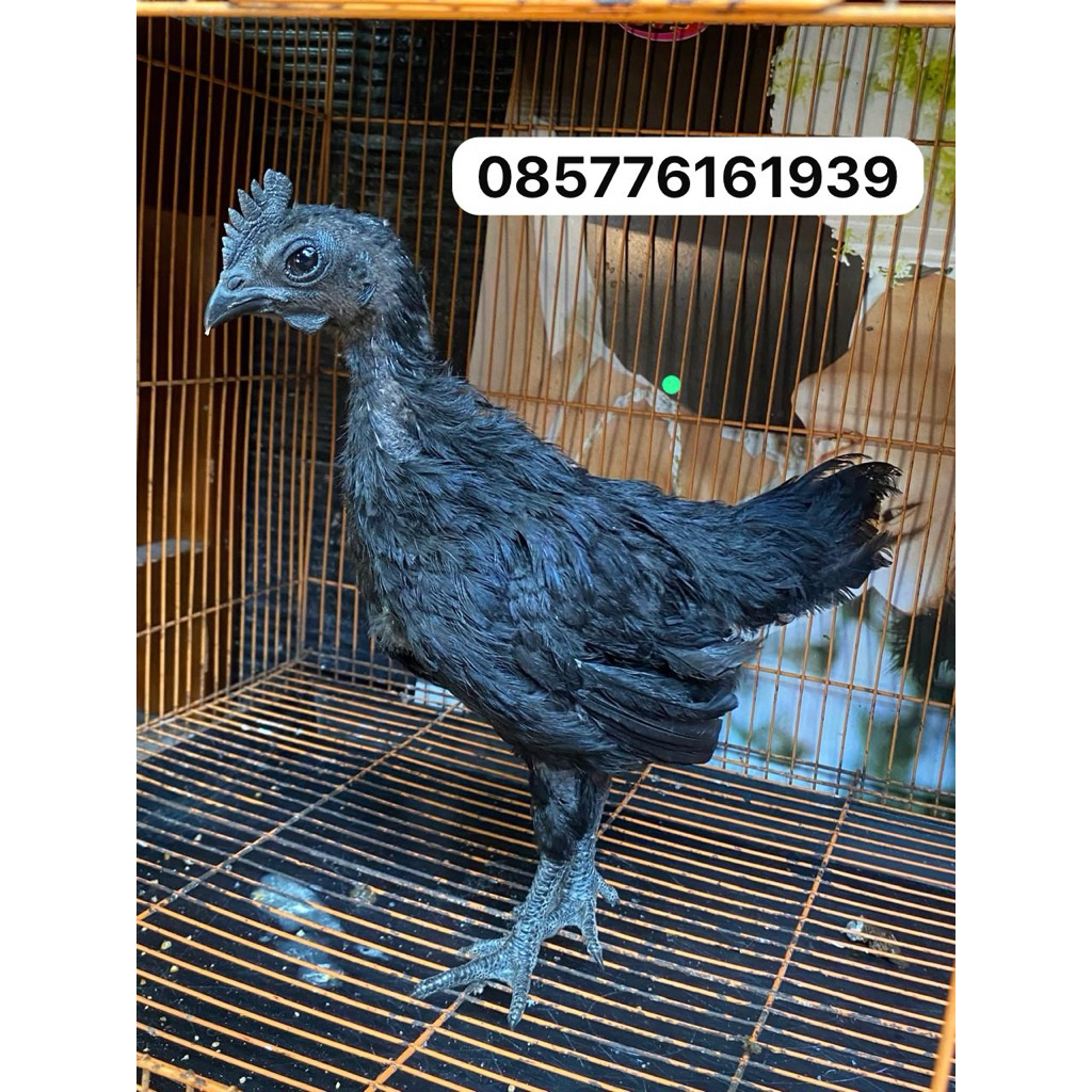 Anak ayam cemani lidah hitam umur 3 Bulan