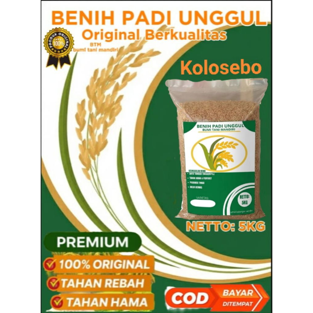 benih padi kolosebo benih padi unggul 5kg nasi pulen
