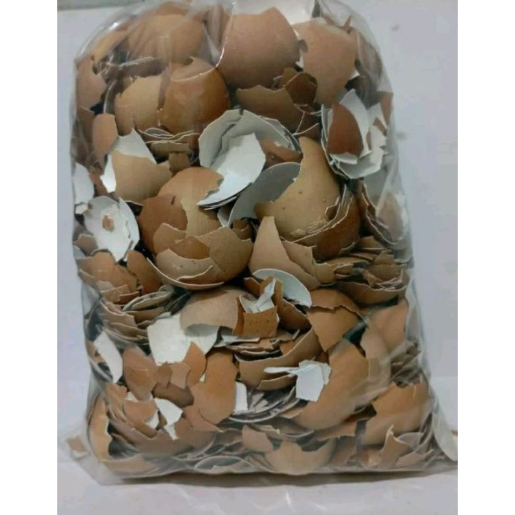 Cangkang telur ayam