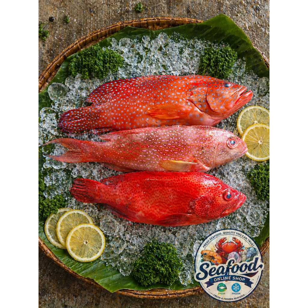 Fresh Frozen Ikan Laut Kerapu Merah 500 Gram - Ikan Kerapu Merah