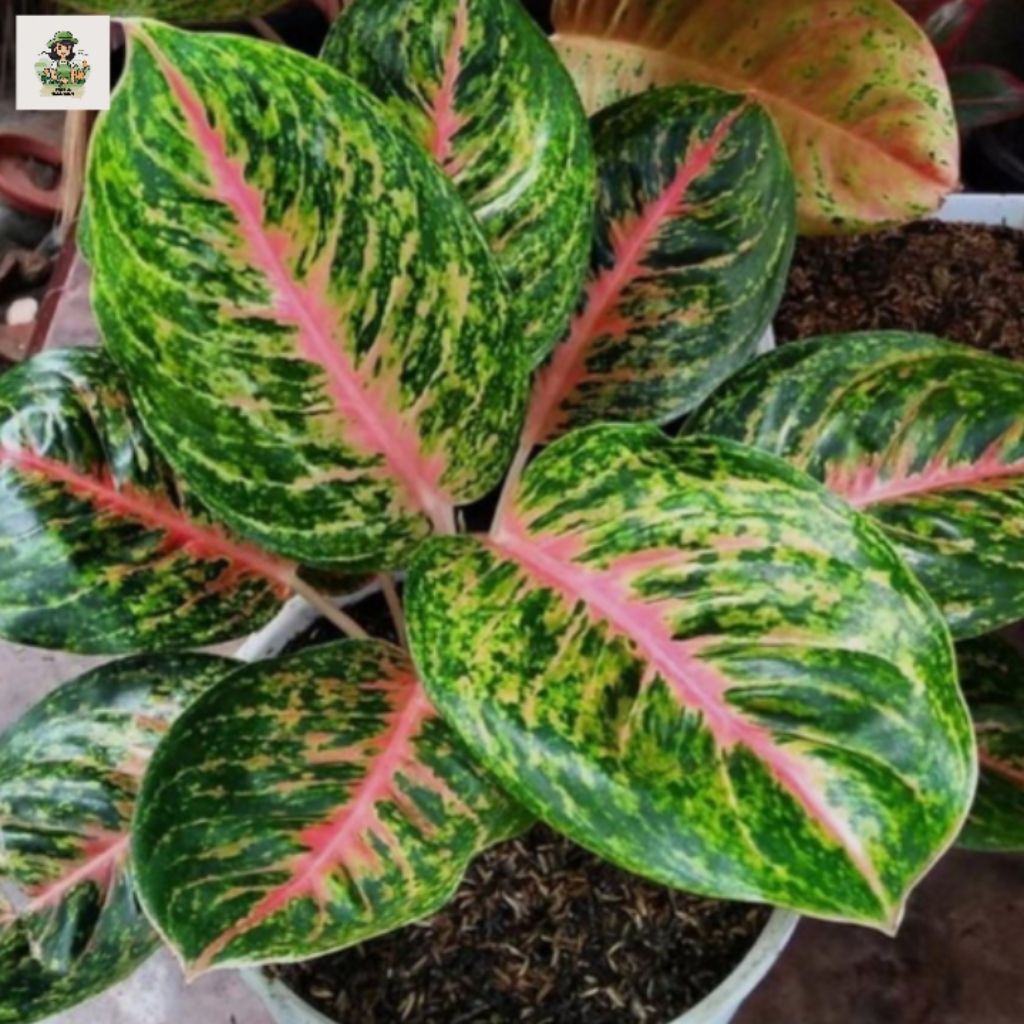 tanaman hias aglonema big papa - tanaman hias indoor aglonema big papa.