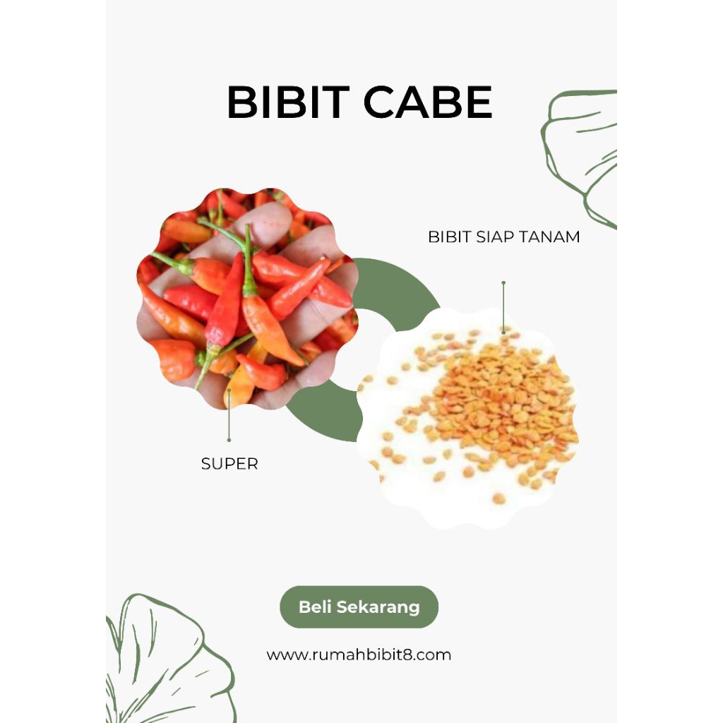 BENIH CABE RAWIT HIJAU UNGGUL