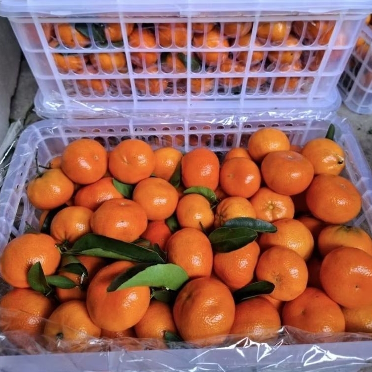 Jeruk Mandarin afourer import RRC manis segar / keranjang