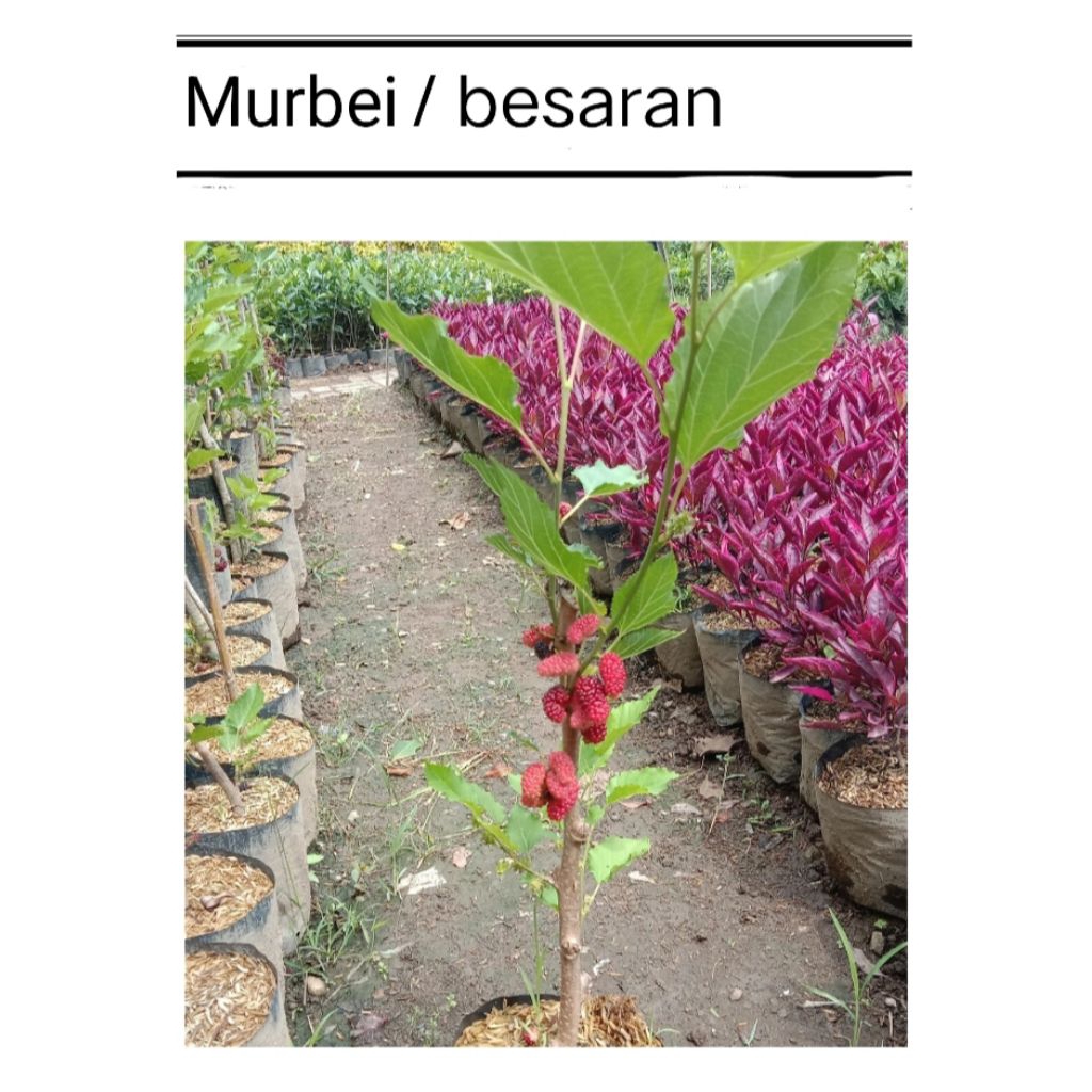 Murbei/Besaran