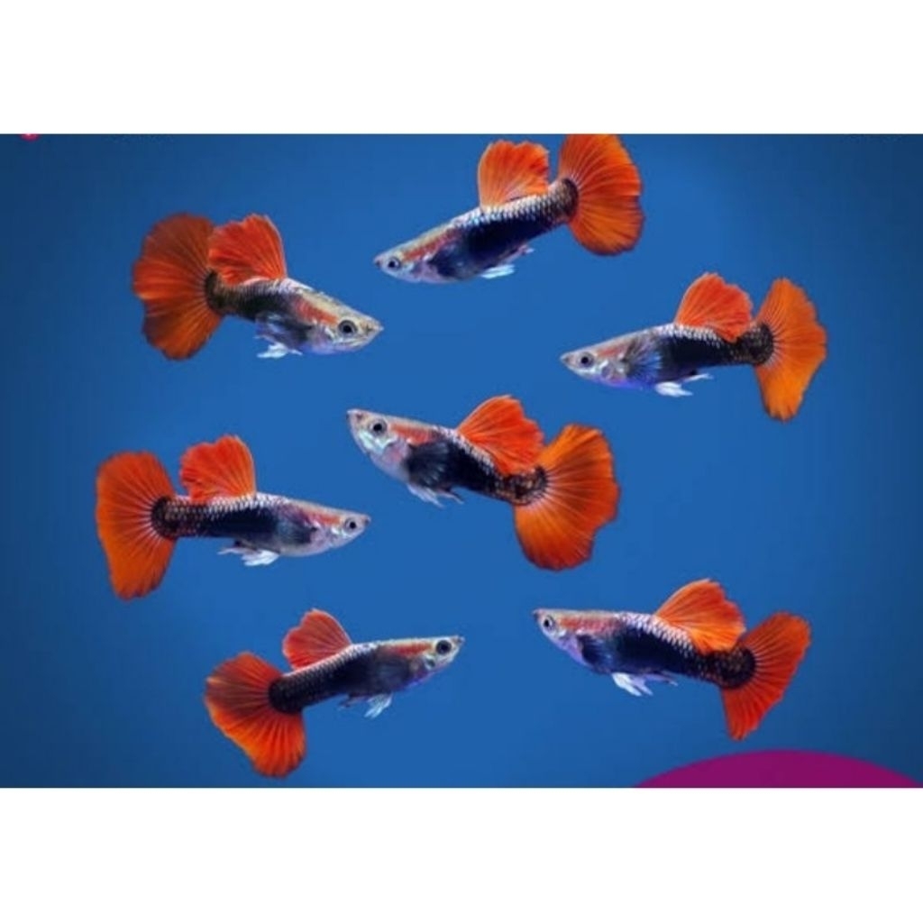 TERMURAH, guppy hb rose/ Guppy Hb Red isi 10 ekor