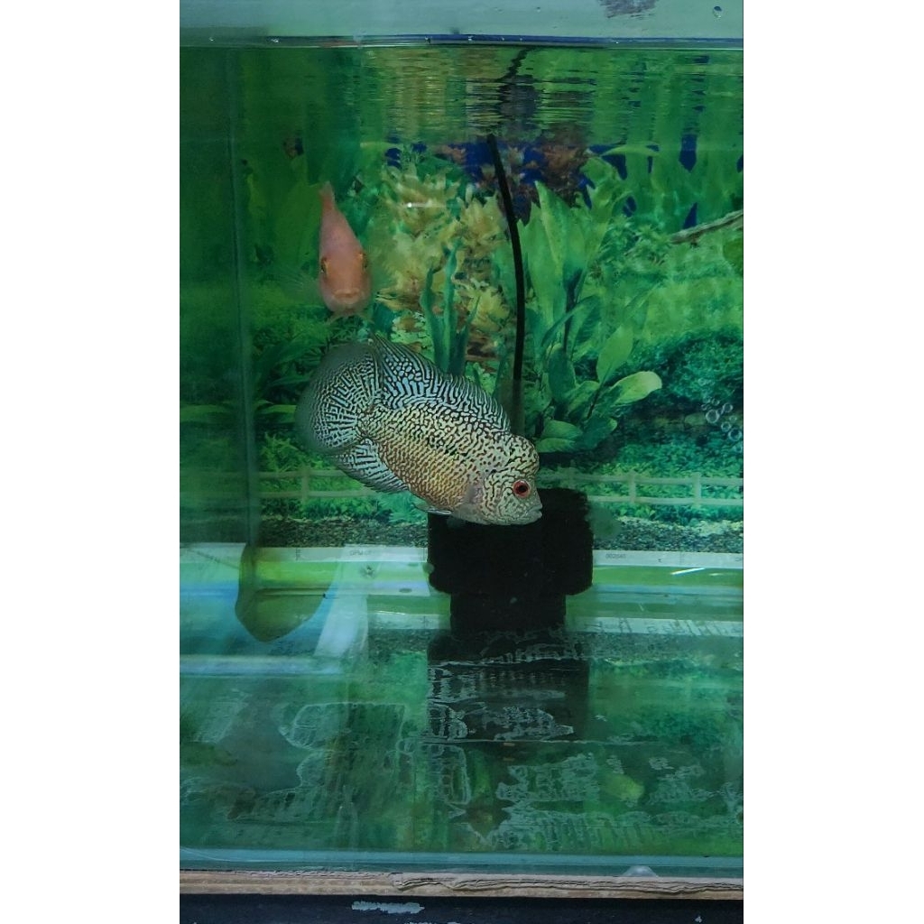 Ikan Louhan Cencu #2