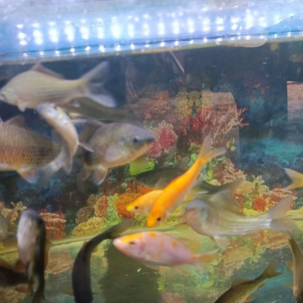 ikan nilem terapi 1 liter