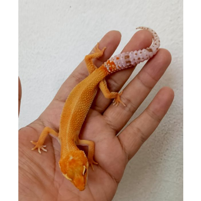 Leopard Gecko Sunglow Enigma | Female | Gecko Sehat Aktif Jinak