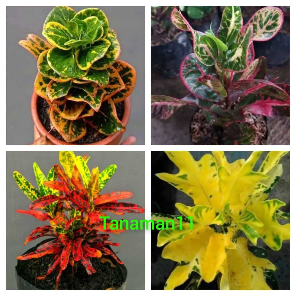 Paket 4 tanaman puring apel koin,puring kerupuk,puring cabe merah,dan puring terang bulan
