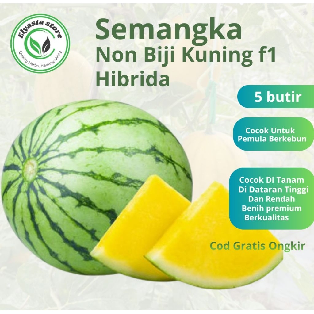 Bibit Biji Benih Buah Semangka Kuning Non Biji 5 Butir