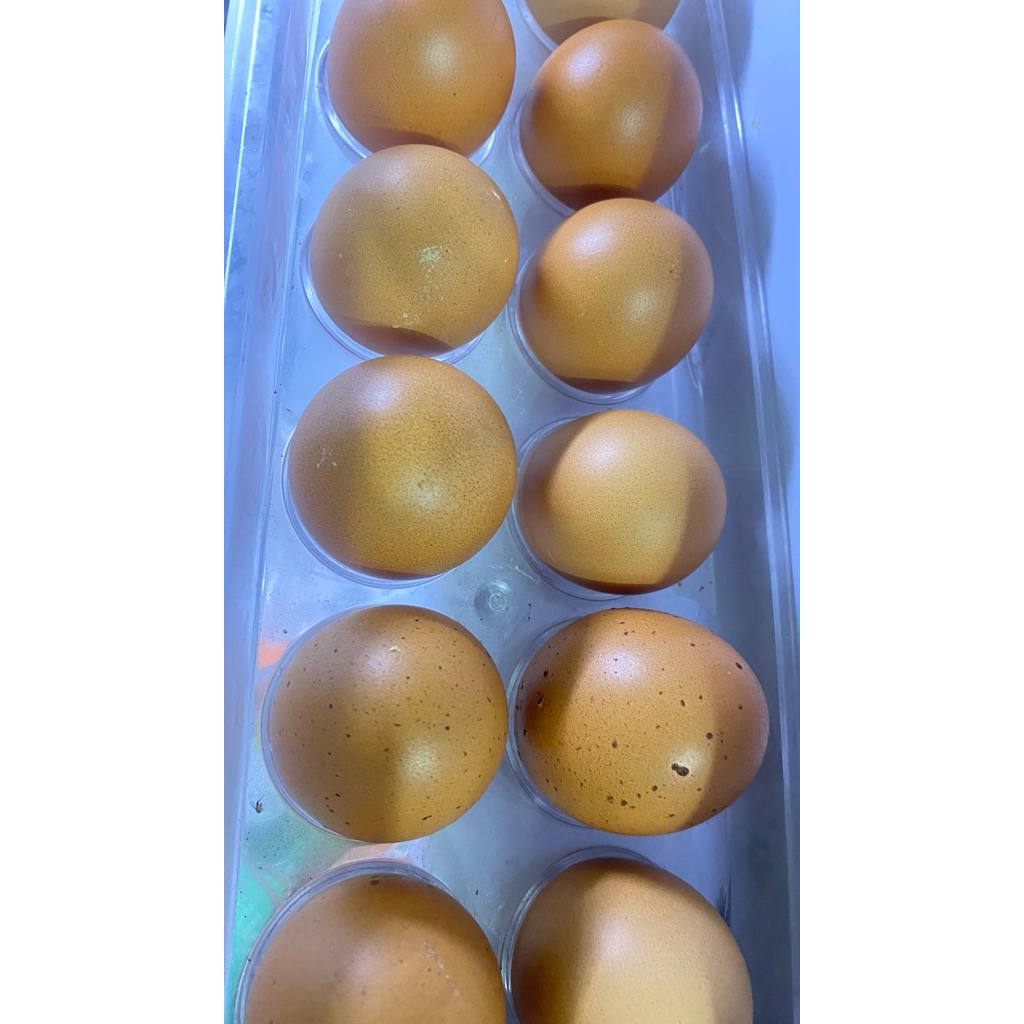 telur ayam isi 1 kg jember balung
