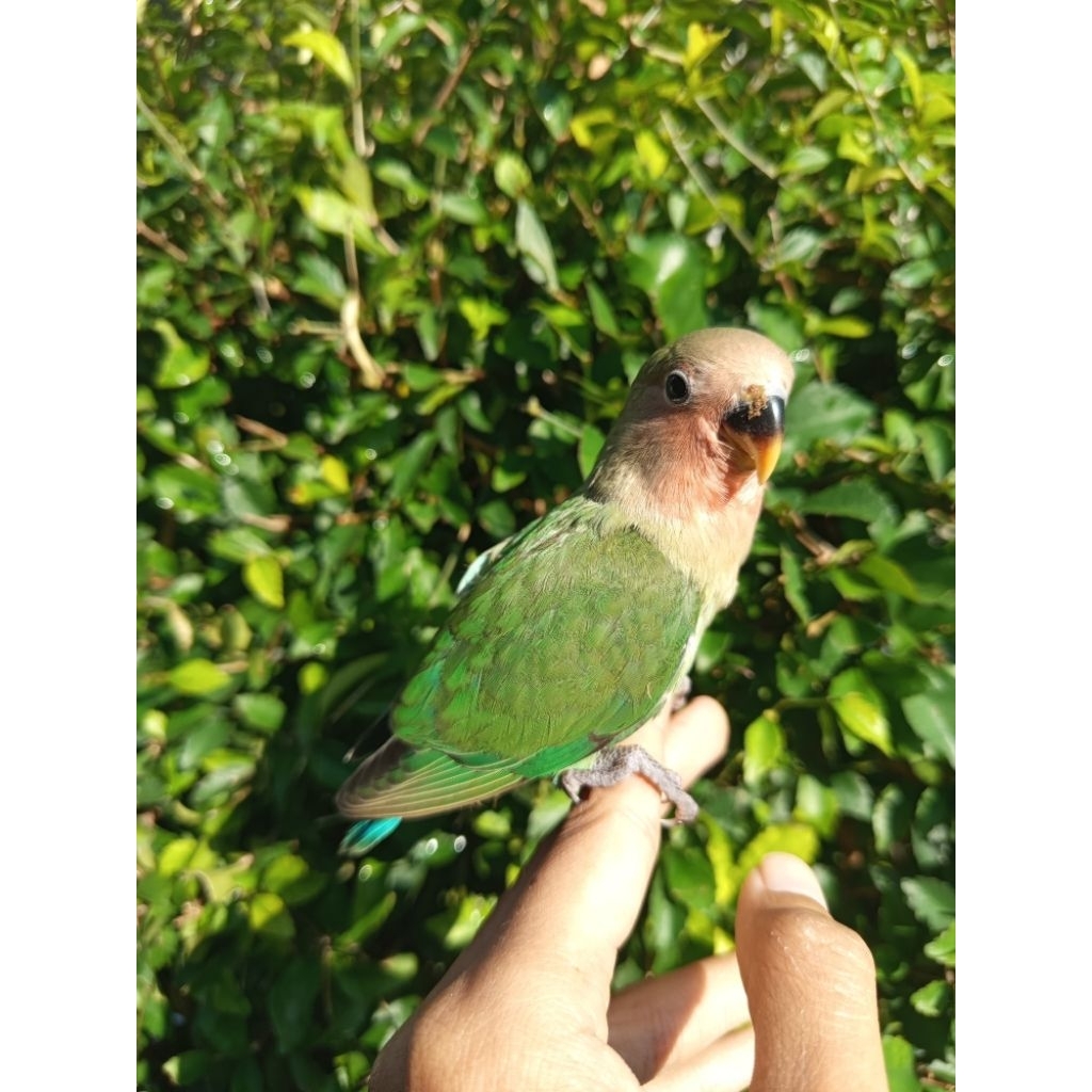 Burung lovebird non klep jinak