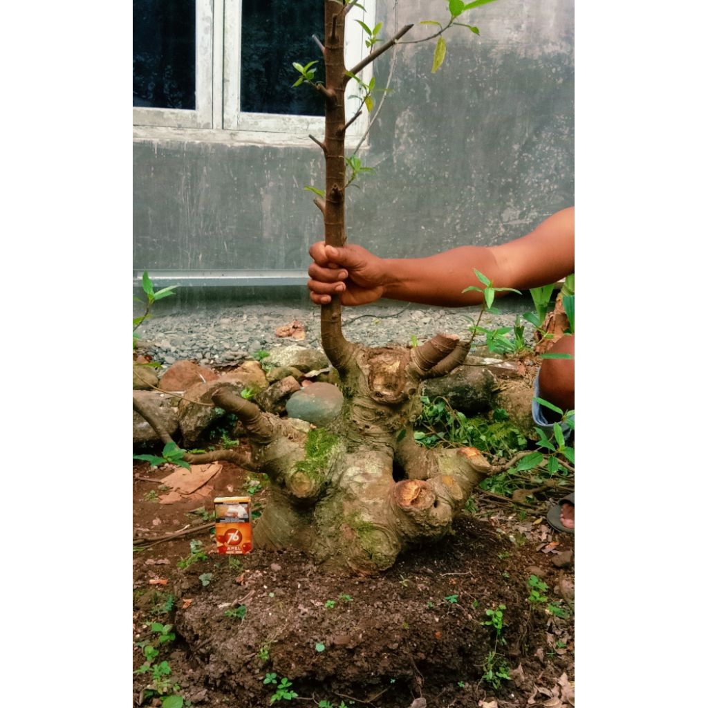 bonsai loa jumbo prospek subur 1.300.000 akar kokoh mantap.