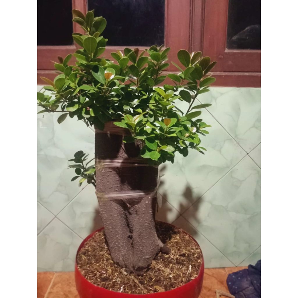 Bonsai dolar mangkok pucuk merah, realpict