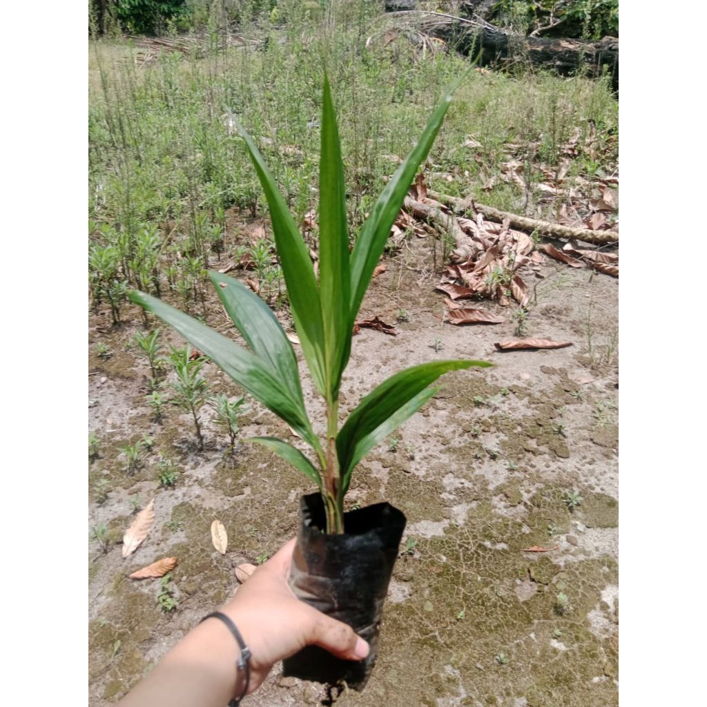Bibit tanaman kelapa sawit