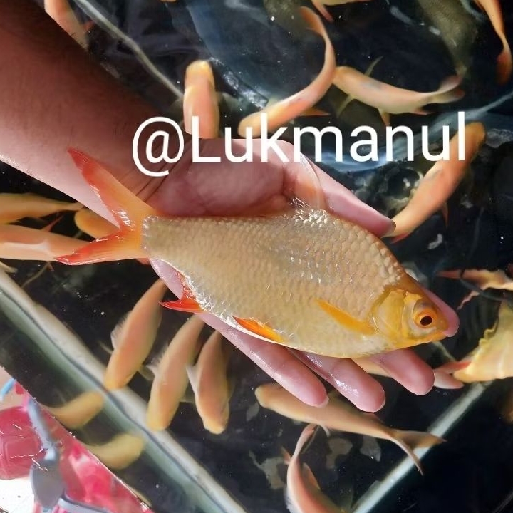 Ikan kaviat kapiat albino mata merah