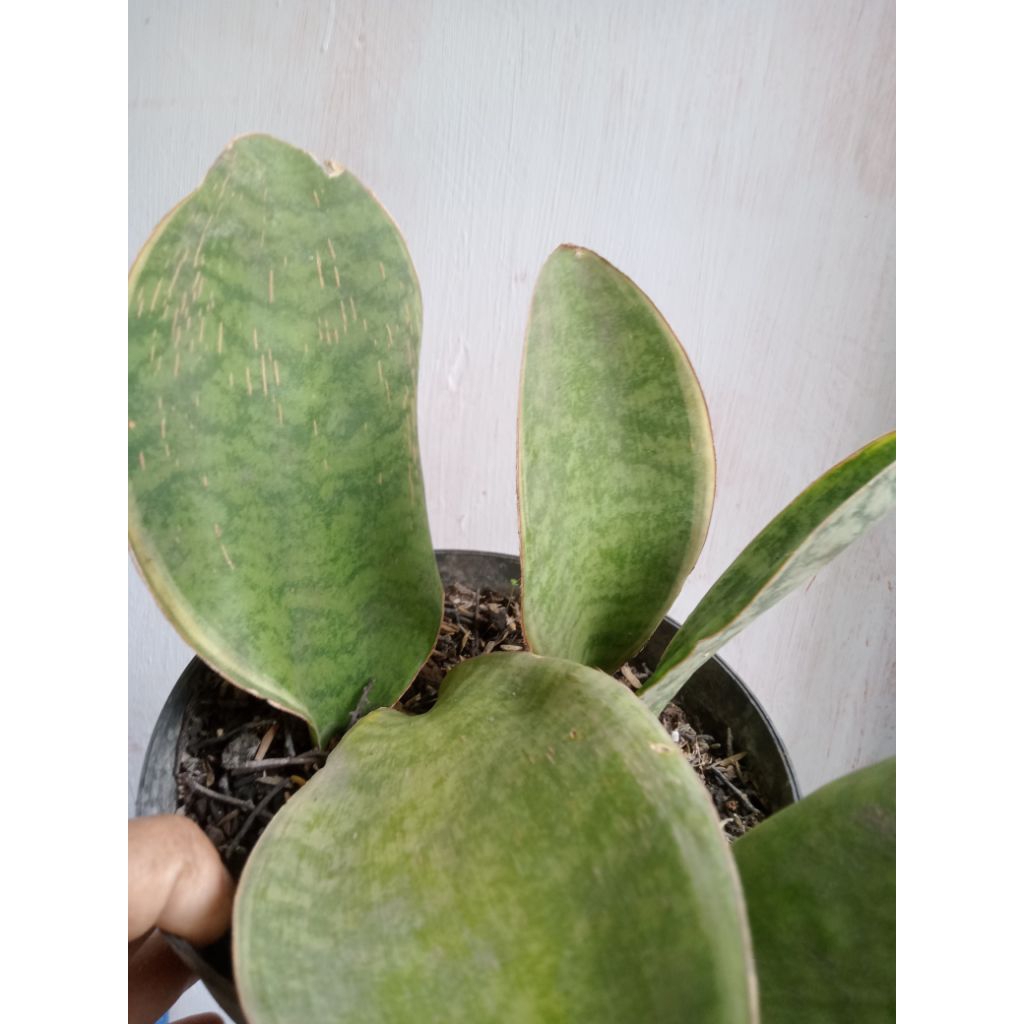 Sansevieria Masoniana varigata