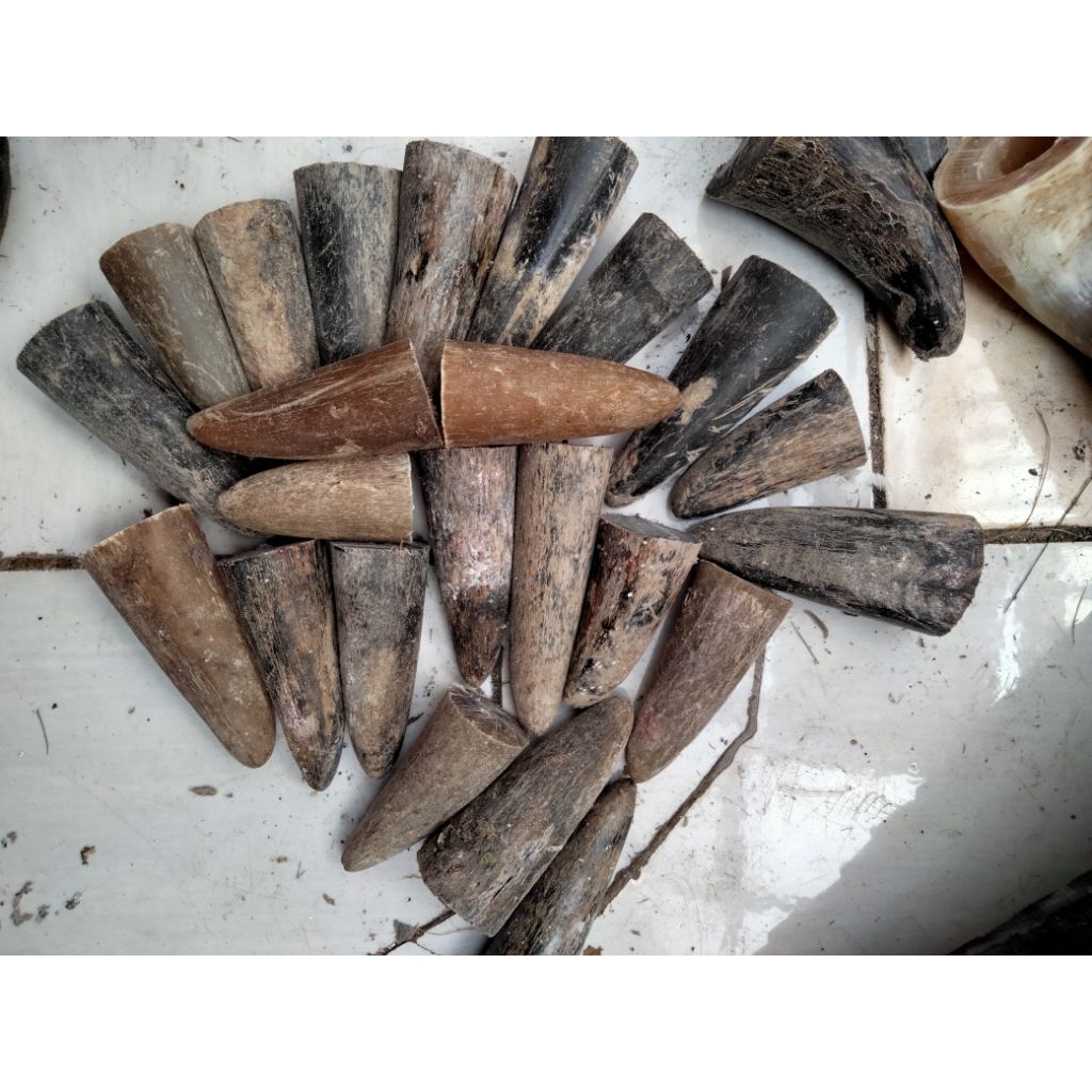 pucukan tanduk kerbau asli padat 5-8cm