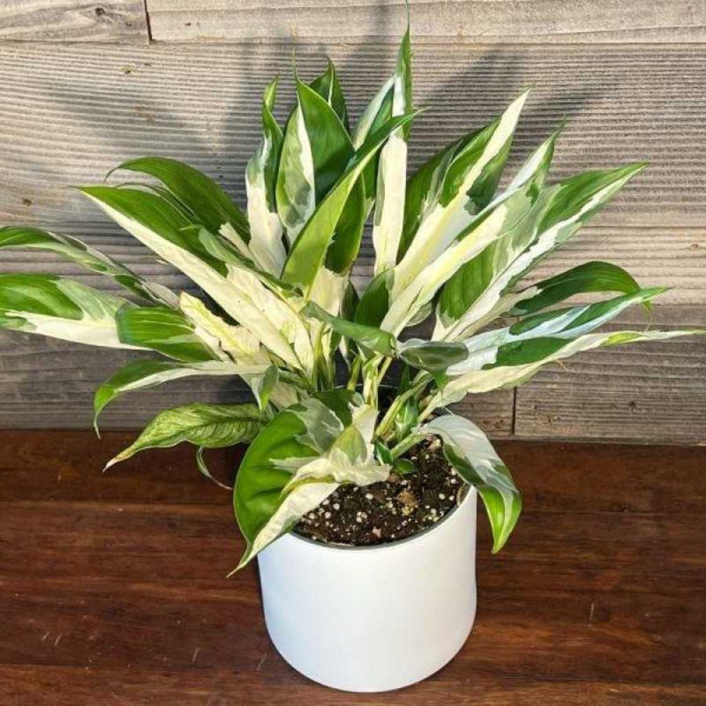 TANAMAN HIAS PEACE LILY VARIGATA ASLI WARNA BUNGA PUTIH CITRA BERAKAR SIAP TANAM