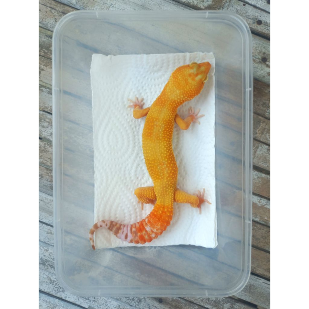MAINAN GECKO MINUS SUNGLOW ADULT SESUAI FOTO