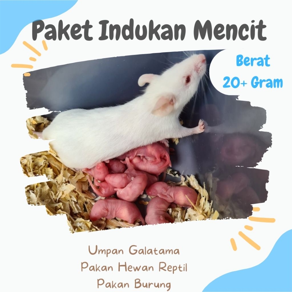 Paket Indukan Mencit 4:1 4 Betina 1 Jantan
