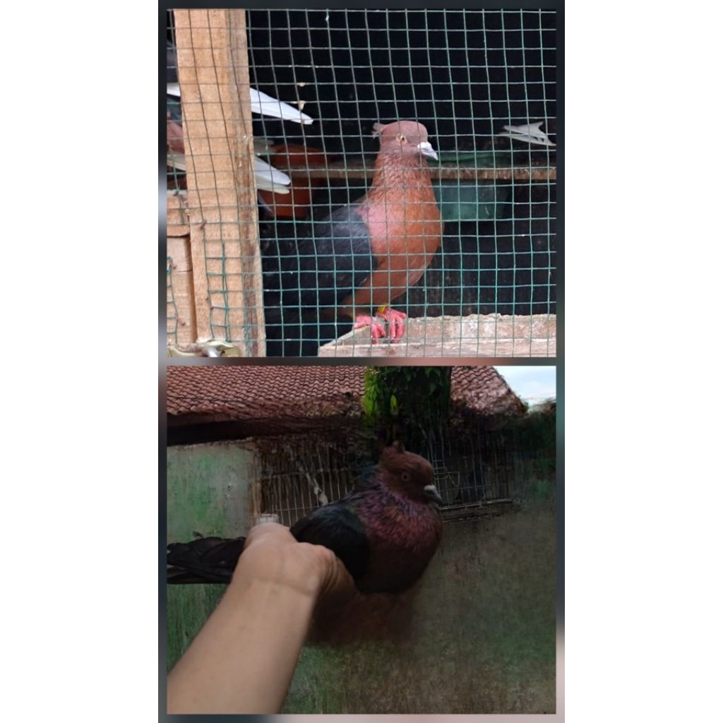 Burung Merpati Hias Archangel Mandirian Harga Sepasang