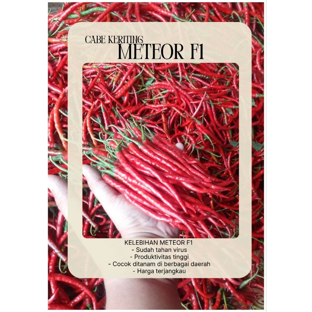 Benih Bibit Cabe Keriting Merah Meteor F1/ Benih Cabe keriting Super / Tahan Virus