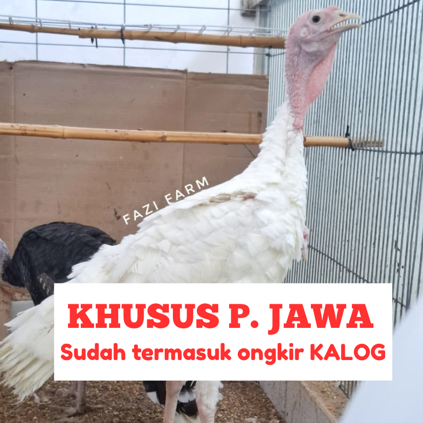Ayam Kalkun White Holland Jantan Usia 4.5 bulan + Packing Ongkir Kereta