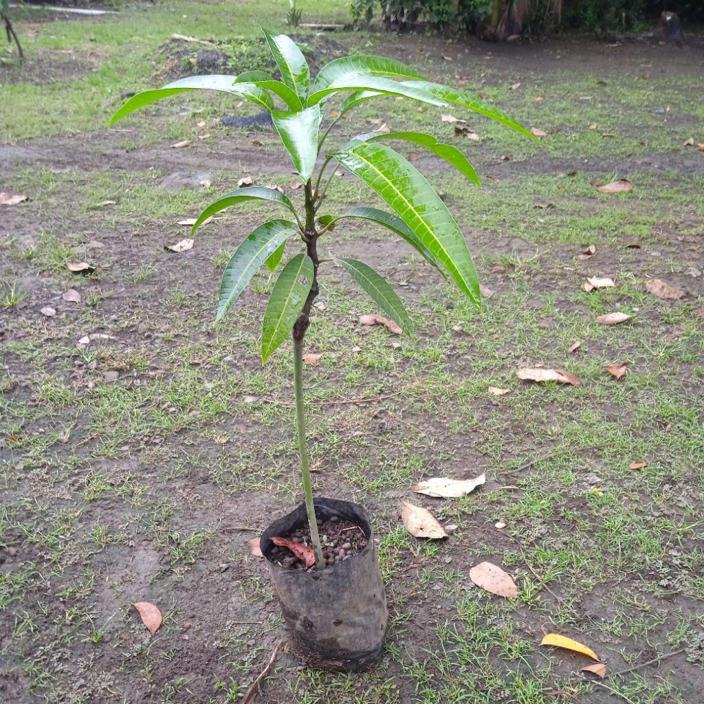 Bibit Mangga Yuwen 6