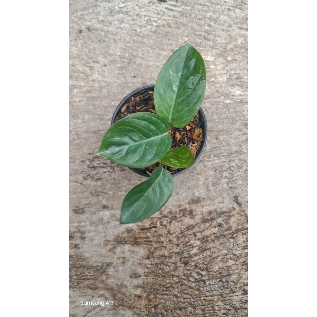 Aglonema Asri Variant Black Rumpun 2 (Size Baby) (4)