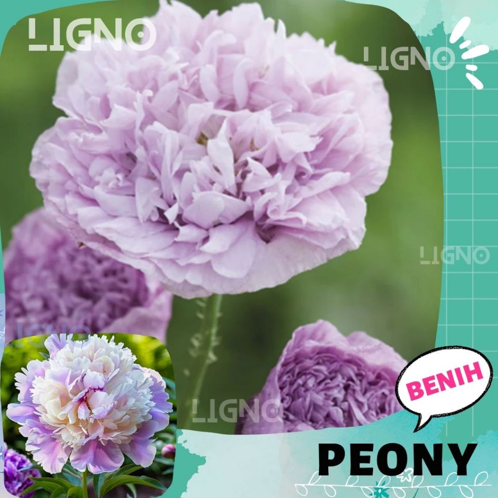 Benih PEONY PURPLESOFT - Biji Bibit Bunga
