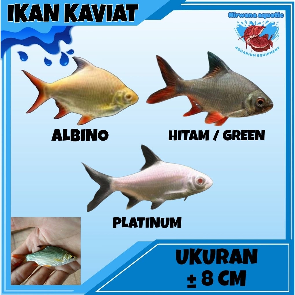 (INSTAN) IKAN KAVIAT ALBINO - PLATINUM - GREEN/HITAM