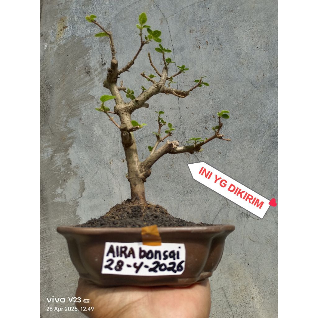 bahan bonsai sancang varigata original