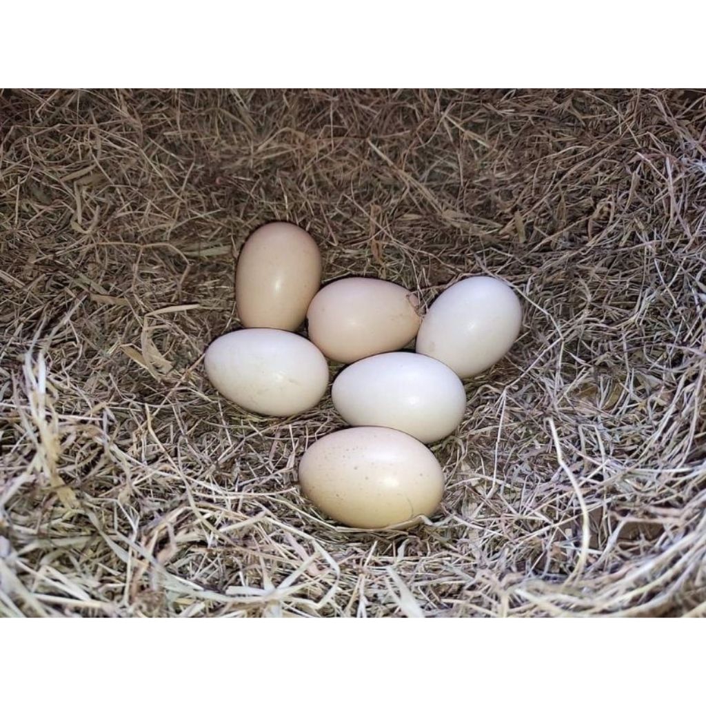 paket sangat hemat 5 telur ayam fertil shamo jepang petarung atau di peranak sangat menghasilkan