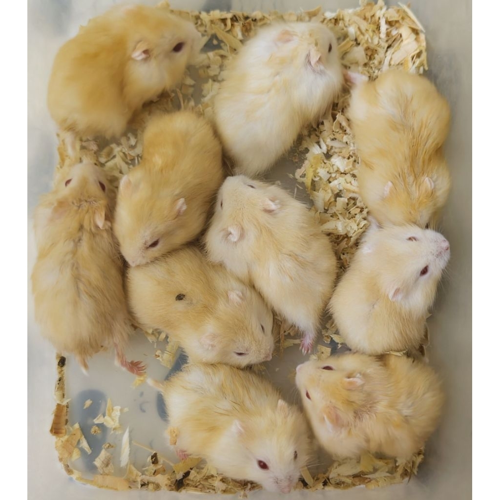 Hamster jenis Winter white Golden mata merah