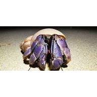 KELOMANG CANTIK LILA BLUEBERRY  SIZE JUMBO RANDOM XXL1EKOR+BONUS 2 EKOR RANDOM