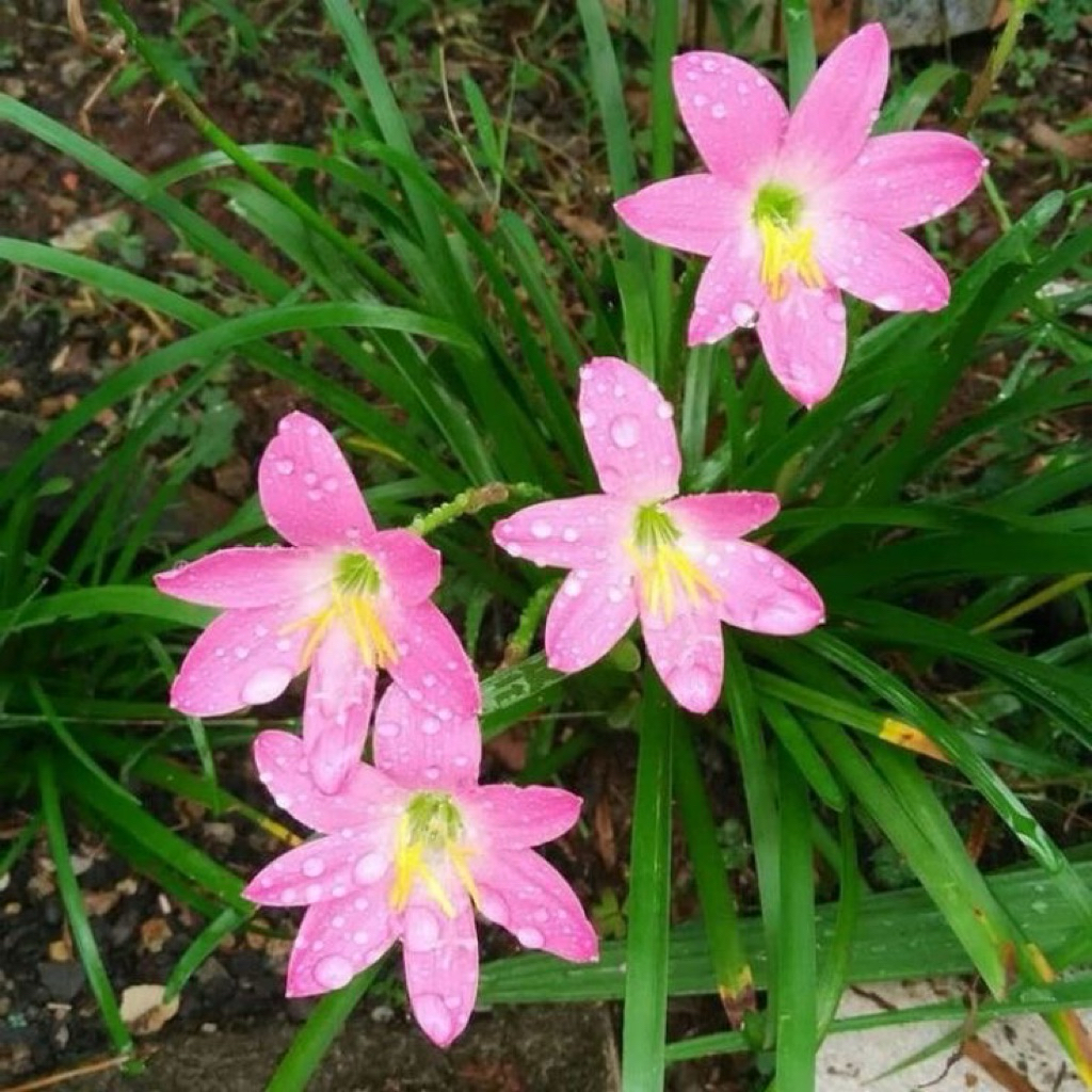 BUNGA HUJAN LILI PINK/ TANAMAN HIAS CANTIK/ BUNGA TAMAN/ TANAMAN HIAS HIDUP CANTIK/ BUNGA LILI PINK