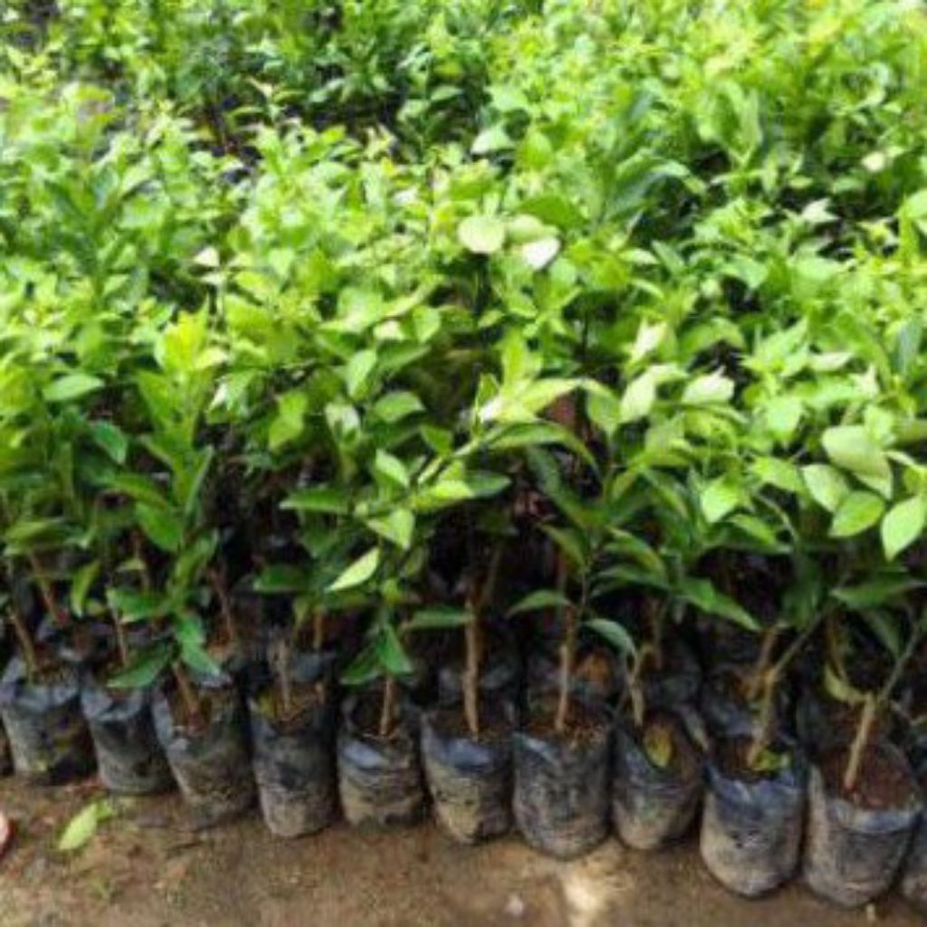 jeruk santang madu siap berbuah