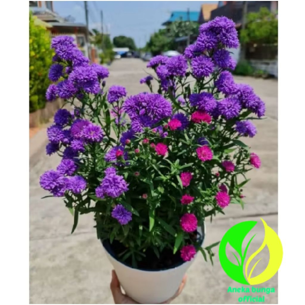 POHON BUNGA PIKOK UNGU SUPER CANTIK / TANAMAN PIKOK BUNGA UNGU